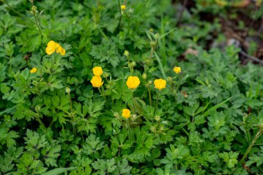 Tarlada çiçek açan bir Ranunculus bulbosusunun resmi. Vancouver BC Kanada