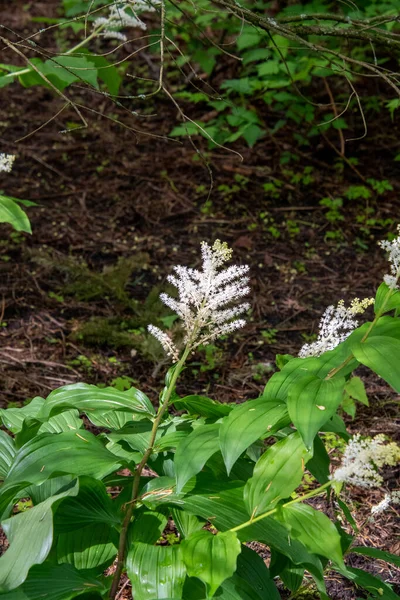 사진은 Maianthemum Racemosum Flower 입니다 밴쿠버 캐나다 — 스톡 사진