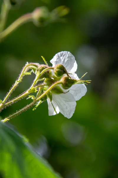 Bild Thimbleberry Blomma Och Några Knoppar Vancouver Kanada — Stockfoto