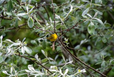 Dala tüneyen bir Wilson Warbler resmi. Vancouver BC Kanada