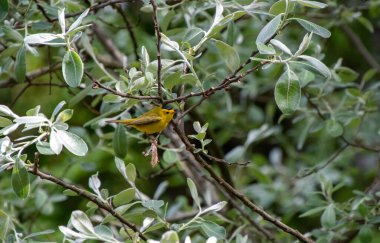 Dala tüneyen bir Wilson Warbler resmi. Vancouver BC Kanada