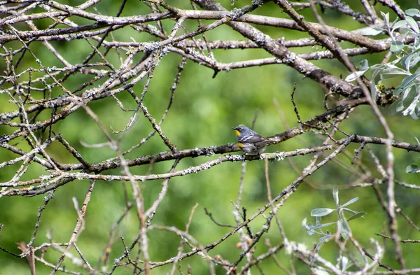 Una Foto Warbler Cogollos Amarillos Posado Rama Vancouver Canadá — Foto de Stock