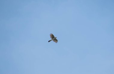 Gökyüzünde uçan sivri zekalı bir şahinin resmi. Vancouver BC Kanada