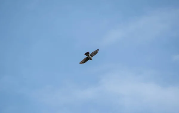 Картина Остроконечного Ястреба Летящего Небе Ванкувер — стоковое фото
