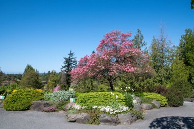 Bahçede çiçek açan bir Cornus Florida resmi. Vancouver BC Kanada 