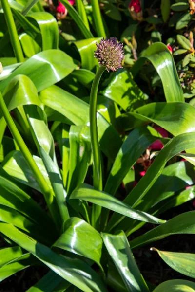 Picture Some Allium Buds Garden Vancouver Canada — Stock Photo, Image