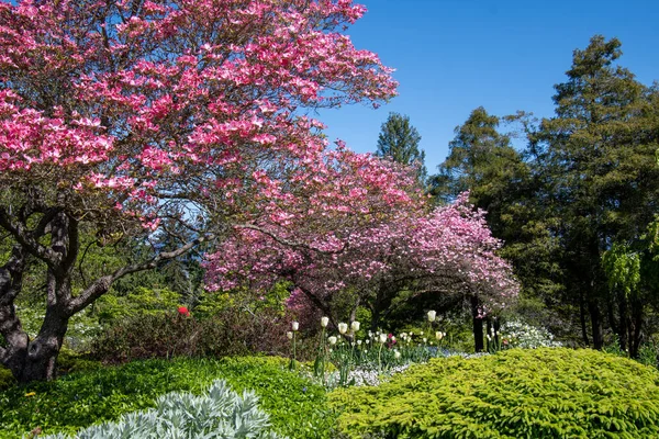 Une Photo Quelques Cornouillers Rubra Fleurissant Dans Jardin Vancouver Canada — Photo