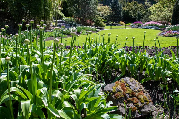 Una Foto Unos Brotes Allium Jardín Vancouver Canadá — Foto de Stock