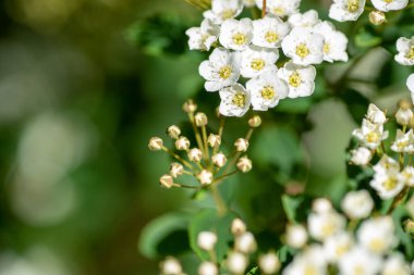 Birkaç spirea çiçeği ve tomurcuğunun resmi. Vancouver BC Kanada