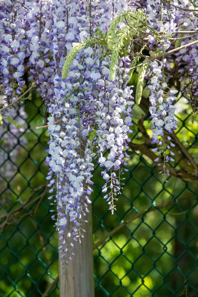 Una Foto Una Flor Glicina Púrpura Vancouver Canadá — Foto de Stock