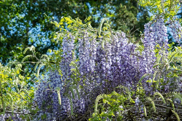 Picture Some Purple Wisteria Blooming Garden Vancouver Canada — Stock Photo, Image
