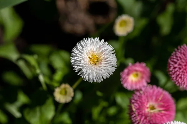 Picture Some White Bellis Flowers Vancouver Canada — Stock Photo, Image