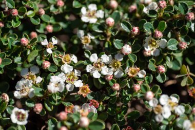 Cotoneaster çiçeklerinin bir resmi. Vancouver BC Kanada