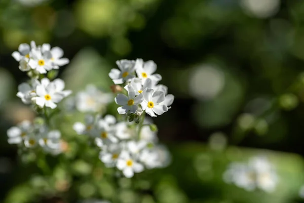 흰색의 꽃들의 사진입니다 밴쿠버 캐나다 — 스톡 사진