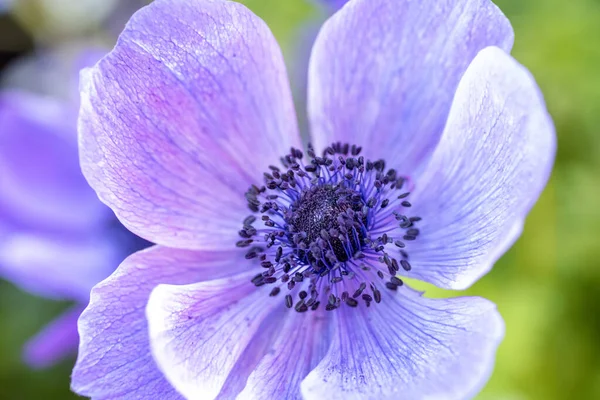 Primer Plano Una Flor Anémona Violeta Vancouver Canadá — Foto de Stock