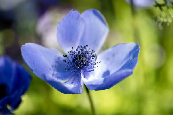 Mavi Bir Şakayık Çiçeğine Yakın Çekim Vancouver Kanada — Stok fotoğraf
