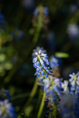 Mavi Muscari çiçeklerinin yakın çekimi. Vancouver BC Kanada