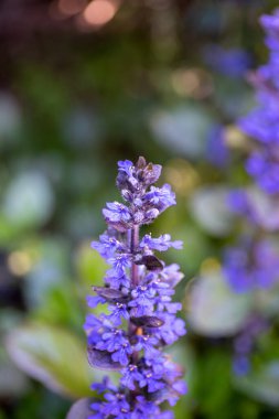 Bahçede çiçek açan bir Ajuga resmi. Vancouver BC Kanada