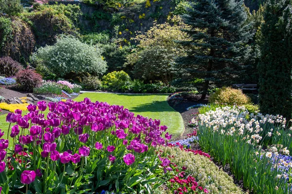 Des Tulipes Violettes Fleurissent Dans Parc Queen Elizabeth Vancouver Canada — Photo