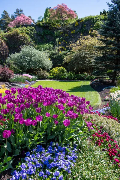 Tulipanes Morados Floreciendo Parque Queen Elizabeth Vancouver Canadá — Foto de Stock