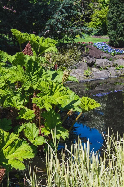 Una Foto Planta Gunnera Jardín Vancouver Canadá — Foto de Stock