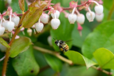 Çiçeklerin etrafında uçan bir arı. Vancouver BC Kanada 