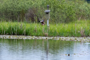 Göle inen kuzeyli bir kürekçinin resmi. Vancouver BC Kanada