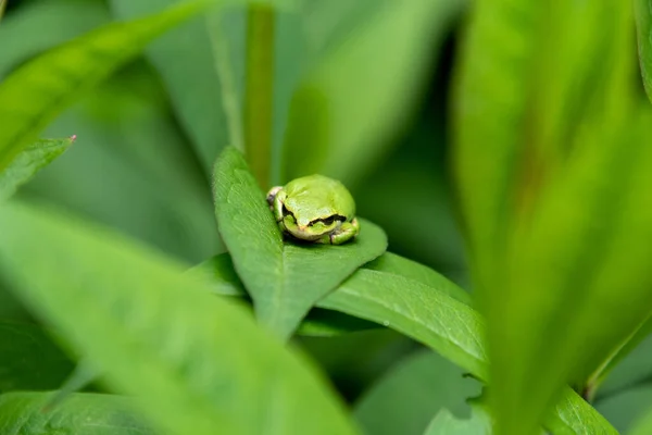 Picture Tree Frog Resting Leaf Vancouver Canada — Stock Photo, Image