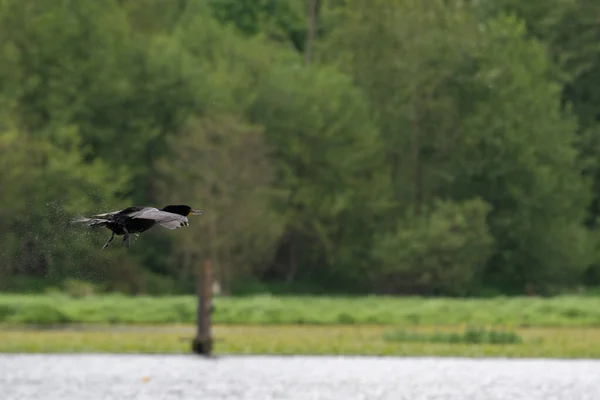 Una Pistola Cormorano Doppiamente Crestato Che Vola Aria Vancouver Canada — Foto Stock