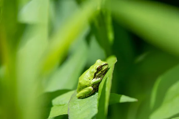 Gros Plan Une Rainette Reposant Sur Feuille Vancouver Canada — Photo