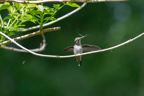 Colibri Anna Secoue Tête Côté Autre Avec Langue Qui Sort — Photo