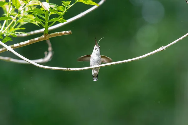 Anna Hummingbird Looking Upwards Its Tongue Sticking Out Vancouver Canada — Stock Photo, Image