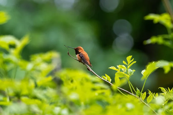 枝にはザラザラしたハチドリが突き刺さっている バンクーバーBcカナダ — ストック写真