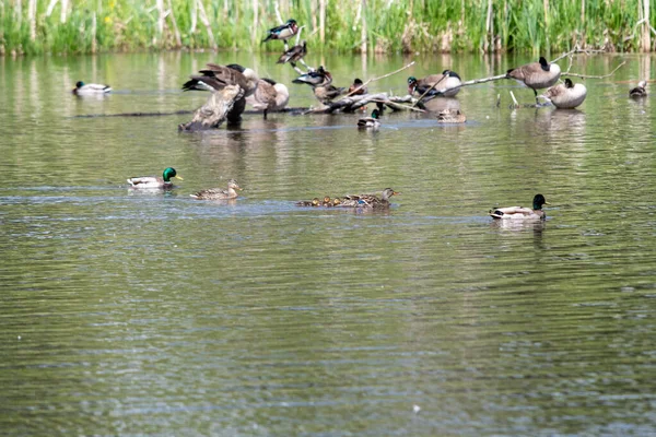 Famille Mallard Nageant Travers Lac Vancouver Canada — Photo