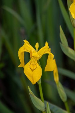 Bataklıkta açan sarı bir Iris 'in yakın çekimi. Vancouver BC Kanada