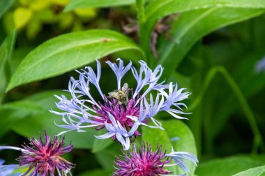 Çiçeklerden nektar içen bir arı. Vancouver BC Kanada 