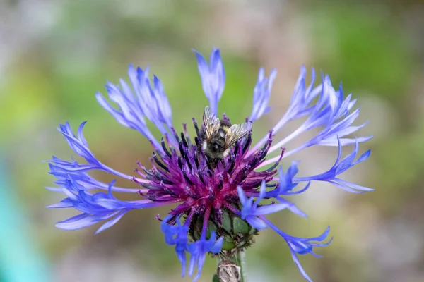 Bee Drinking Nectar Flowers Vancouver Canada — Stock Photo, Image