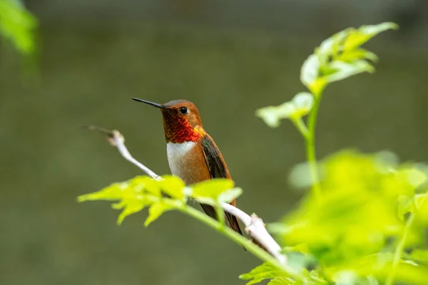 Male Rufous Hummingbird Perching Branch Vancouver Canada — Stock Photo, Image