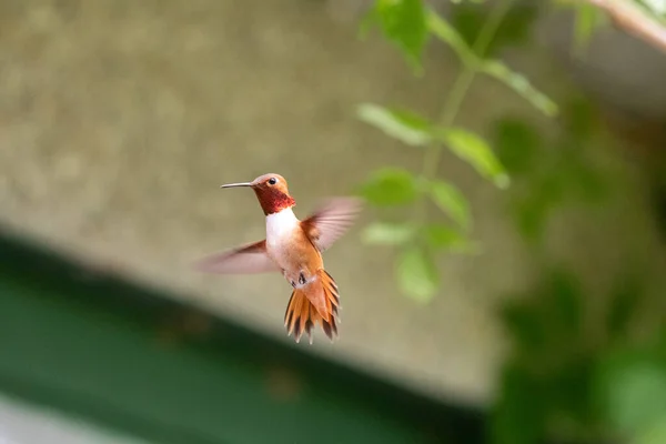 Erkek Rufous Sinekkuşu Havada Süzülüyor Vancouver Kanada — Stok fotoğraf