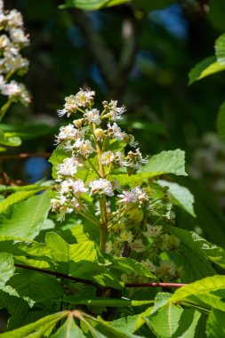 Beyaz at kestane çiçeklerinin resmi. Vancouver BC Kanada