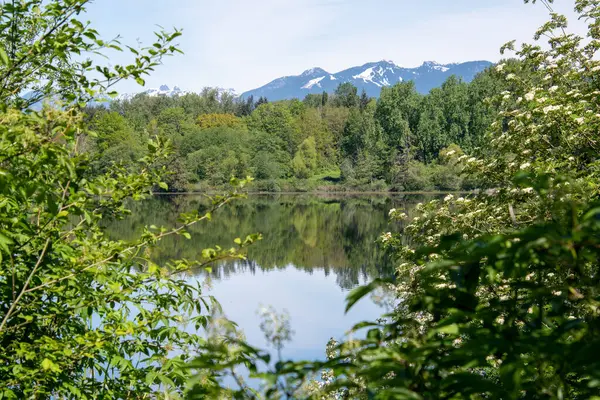 Зображення Озера Гір Обрамлене Деревами Ванкувер Канада — стокове фото