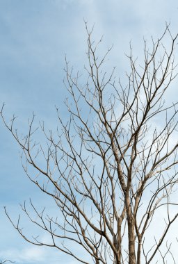 ölü ağaç dalları