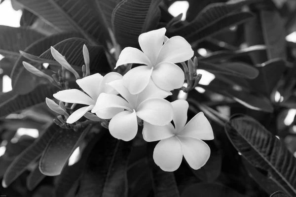 Plumeria pachnące kwitnących drzew tropikalnych — Zdjęcie stockowe