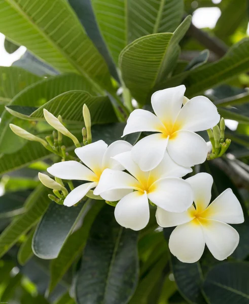 Plumeria a fragrant flowering tropical tree — Stock Photo, Image