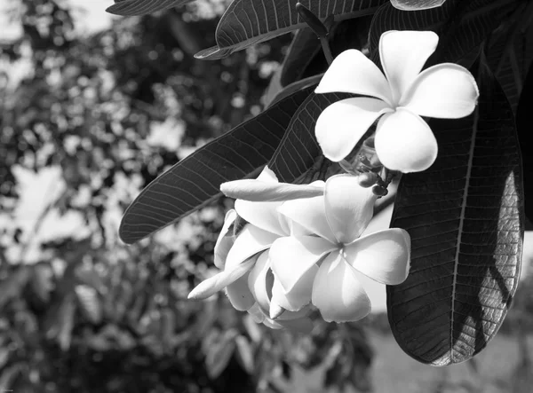 Plumeria pachnące kwitnących drzew tropikalnych — Zdjęcie stockowe