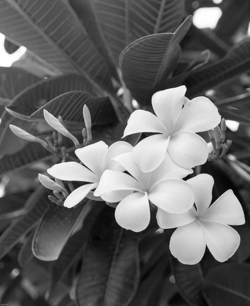Plumeria un árbol tropical floreciente fragante — Foto de Stock
