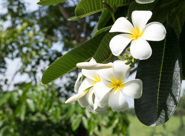 Plumeria uma árvore tropical florida fragrante — Fotografia de Stock
