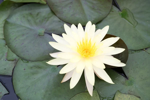 Close-up of waterlily — Stock Photo, Image