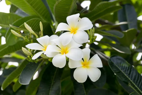 Plumeria un árbol tropical floreciente fragante — Foto de Stock
