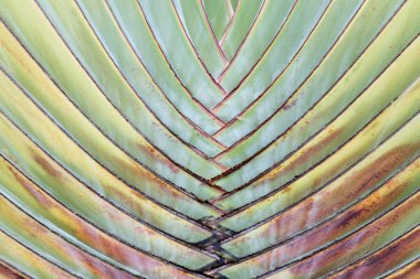 Desen arka plan için palmiye yaprakları.